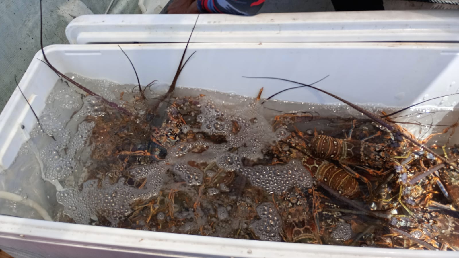 Concluye la temporada de captura de langosta en Yucatán; inicia periodo de veda