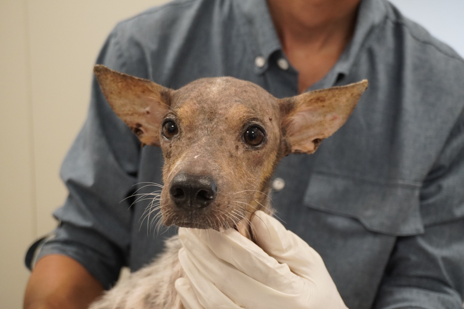 UPA rescata 48 perros en situación crítica en el centro de Mérida