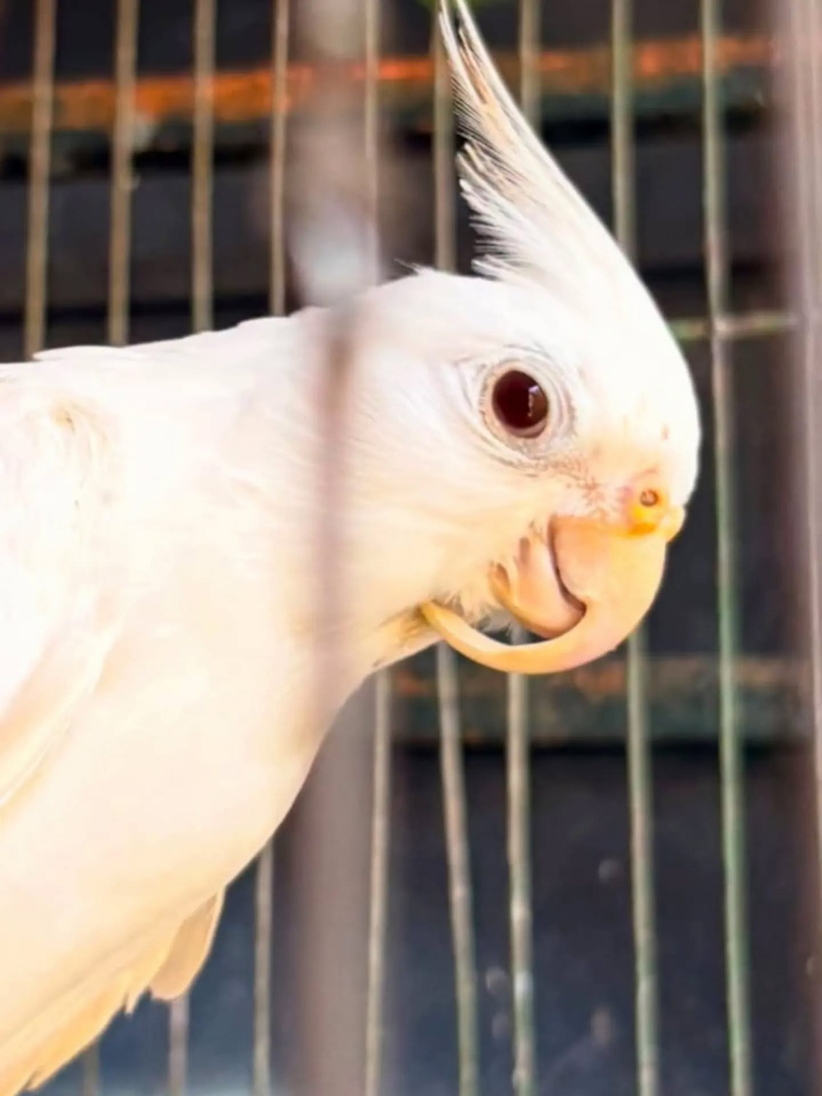 Nuevo llamado a no normalizar la tenencia de loros y otras aves